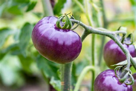 USDA Approves Completely Purple Tomato