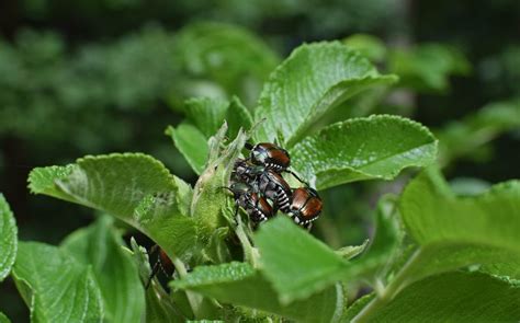 7 Effective Japanese Beetle Control Methods - The Bug Agenda