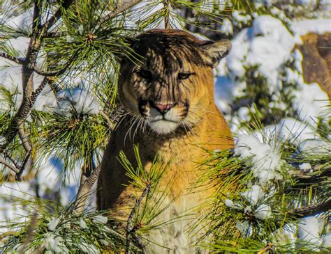 OUR WORK WITH COUGARS – Bodhi Wildlife Conservation Specialists