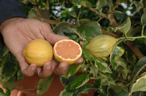 Variegated dwarf pink lemon tree. Perfect to have potted on the patio ...