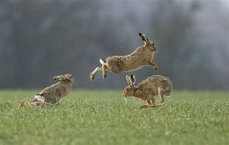 Hare mythology: why we're all mad for hares - The Field