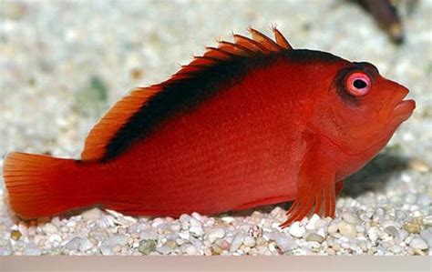 Scarlet Hawkfish (Neocirrhites armatus) – The Reef Experience