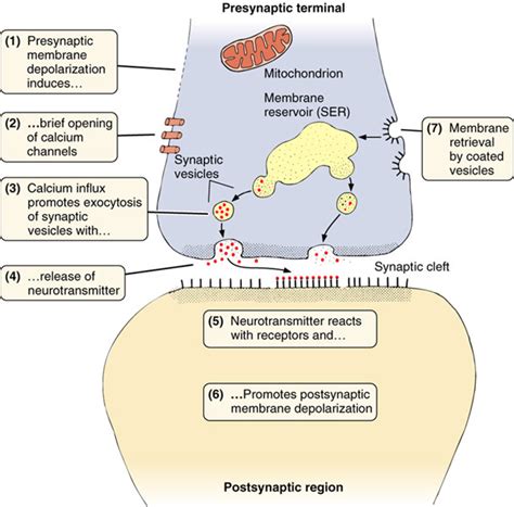 Receptor sites for neurotransmitters are present in