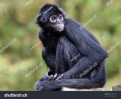 733 Black headed spider monkey Images, Stock Photos & Vectors ...