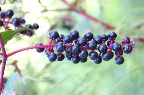 Pokeweed (Poke Sallet) | Walter Reeves: The Georgia Gardener