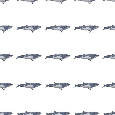 Seamless pattern lesser rorqual on white background. Template of ...