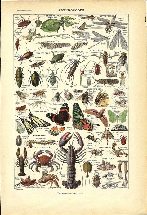 Vintage animal Poster ARTHROPOD French Dictionary Color | Etsy | Art prints, Art, Animal posters