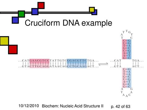 PPT - Organization of DNA PowerPoint Presentation, free download - ID ...