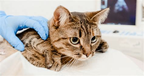 Feline Upper Respiratory Infection (Cat Flu): What It Is, Signs & Symptoms, And How To Treat It ...