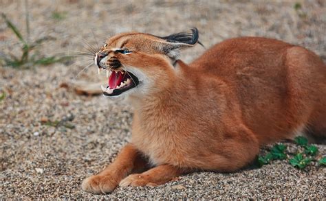 Caracal : WALLPAPERS For Everyone