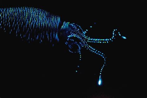 10 Amazing Bioluminescent Creatures Living On Our Planet - Page 4 of 5