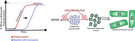 Primaquine Mechanism Of Action