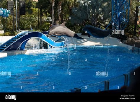 sea world Florida Stock Photo - Alamy