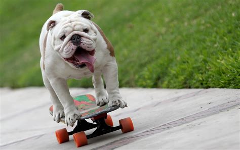 Best viral videos 2015: Ronnie Pickering, Otto the skateboarding bulldog and more