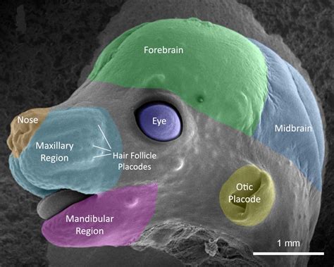 Mouse Anatomy | FaceBase