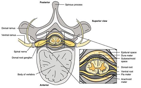 Cross Section Spinal Cord Nerves