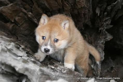 These Photos Of Baby Dingoes Will Make You Forget That They're Predators | Dingo dog, Domestic ...