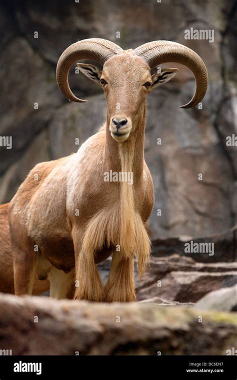 Goat Ram Horns High Resolution Stock Photography and Images - Alamy