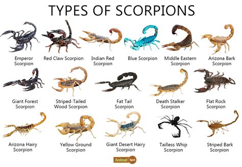 Scorpion Facts, Types, Diet, Reproduction, Classification, Pictures