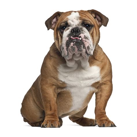 Bulldog | America's Pet Registry