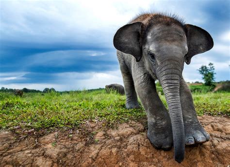 Sumatran elephants: a fragile future – in pictures | Sumatran elephant, Elephant habitat ...