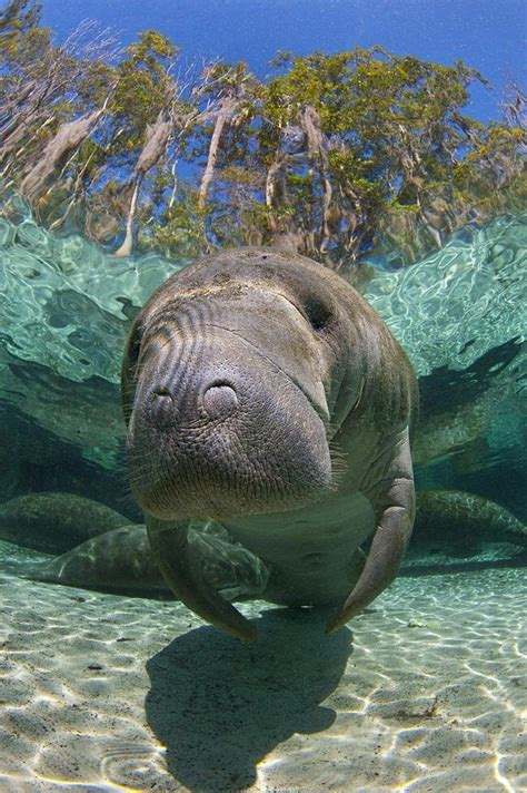 Pin by Anna Homb on Marvelous Manatees | Ocean animals, Manatee, Ocean habitat