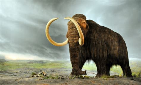 Could hunters help bring back the woolly mammoth from extinction?