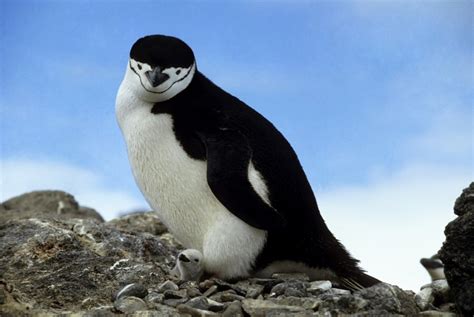 Antarctic penguins catch new strain of bird flu - Cosmos Magazine