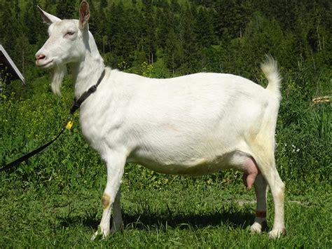 Saanen Breeding Stock | Hillside Dreams Goat Dairy