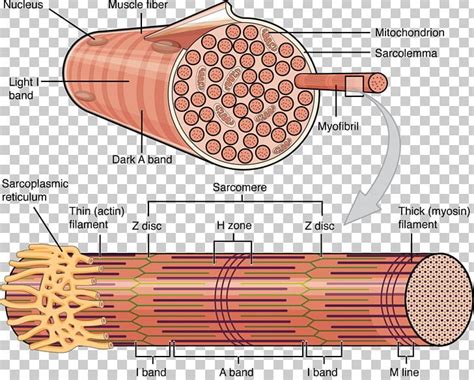 Skeletal Muscle Myocyte Cell Muscle Fascicle PNG, Clipart, Anatomy ...