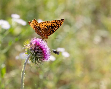 Great Spangled Fritillary | mike nolen | Flickr