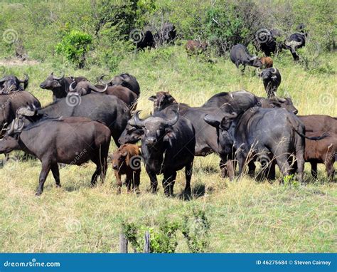 Buffalo herd and calf stock photo. Image of safari, landscape - 46275684