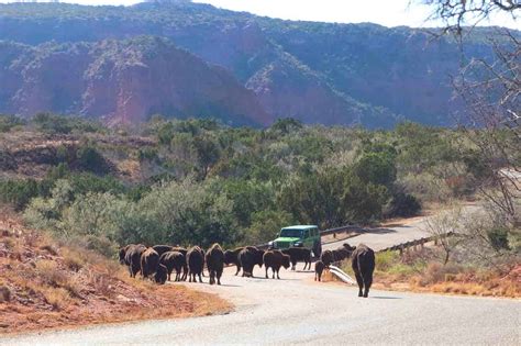 Caprock Canyons State Park & Trailway » Our Gold Road