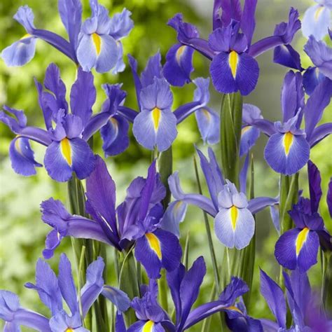 Van Zyverden 25-Count Dutch Iris Bulbs in the Plant Bulbs department at Lowes.com