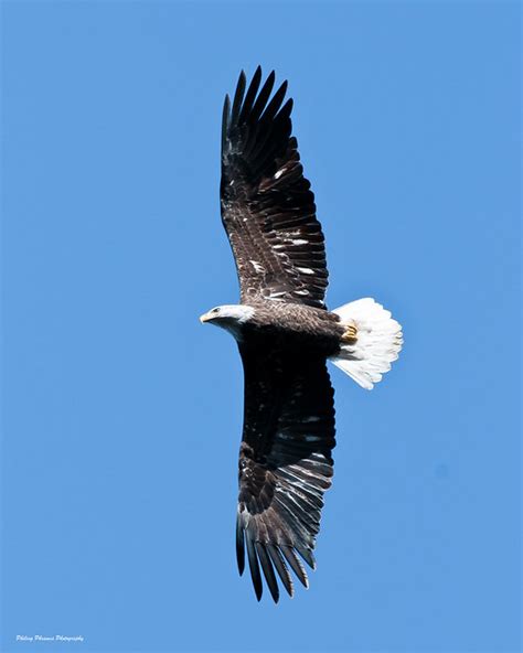 Full Wingspan of Bald Eagle | Flickr - Photo Sharing!