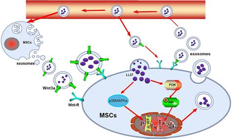 Autocrine, paracrine, and telecrine pathways mediated by exosomes ...