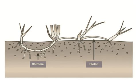 Zoysia Grass: The Ultimate Guide - NG Turf - Homeowners