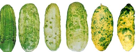 How to Identify and Control Cucumber Mosaic Virus (CMV)