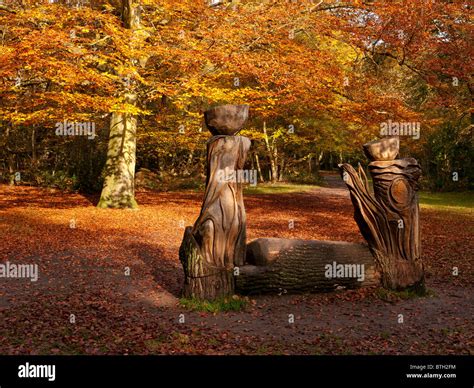 Autumn Colour in Burnham Beeches Forest, Buckinghamshire, UK Stock ...