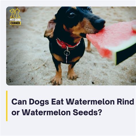 Can Dogs Eat Watermelon Rind or Watermelon Seeds?