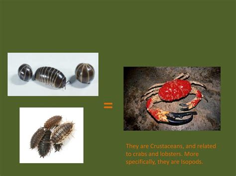 PPT - Decomposers, Scavengers and Predators, OH MY! PowerPoint Presentation - ID:2087411