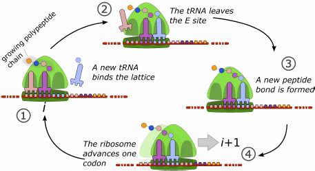 (a) Illustration of a ribosome with empty A, P, and E sites along an ...