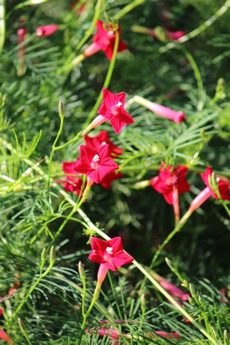 Hummingbird Vine Seeds Cypress Vine | Etsy