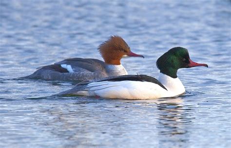 COMMON MERGANSER