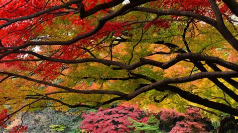 Autumnleaves Tokyo – Bing Wallpaper Download