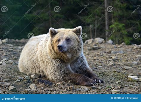 Brown bear stock image. Image of nature, carpathian, cautious - 35235567