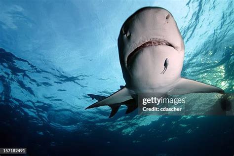 51 Lemon Shark Teeth Stock Photos, High-Res Pictures, and Images ...