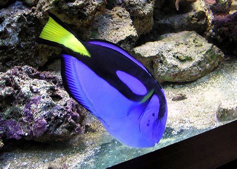 Regal tang fish | Blue tang fish, Fish, Saltwater