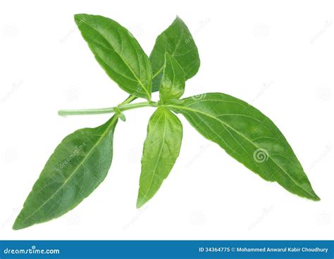 Medicinal Chirata Leaves Royalty Free Stock Photo - Image: 34364775