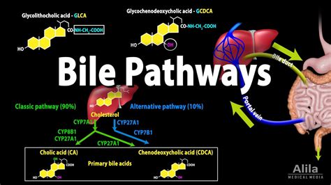 Bile Pathways and the Enterohepatic Circulation, Animation - YouTube